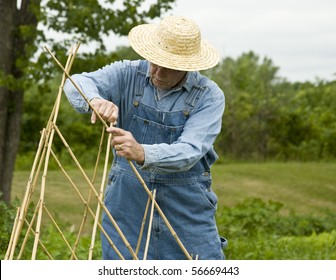 Bamboo Trellis Being Made By Farmer In Bib Overalls And Straw Hat