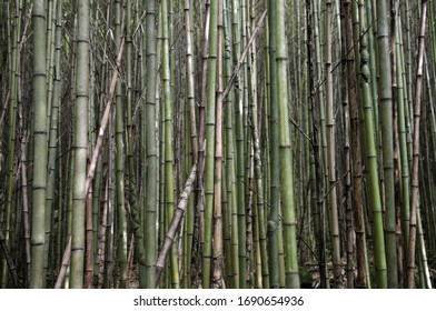 Bamboo Vegetation In The Serra Dos Órgãos National Park, In The City Of Petrópolis.