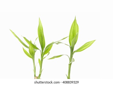 Bamboo White Background Stock Photo 408839329 | Shutterstock