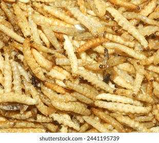 Bamboo worms tasty snack food. Deep fried bugs insects meal. Rare meals concept