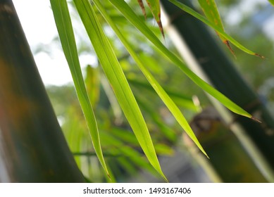 bamboo's leave texture in the park