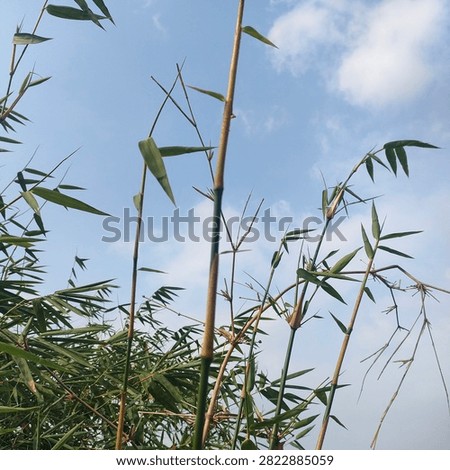 #bambu #hutan #alam # awan #langit