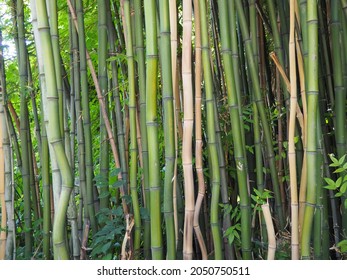 Bambusa Bamboo Genus Perennial Evergreens Poaceae Stock Photo ...