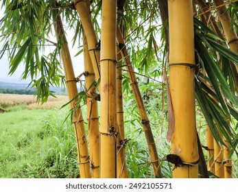 Bambusa vulgaris or Yellow Bamboo is tropical and subtropical plant that cultivated for building materials, raw material for paper, vegetables from bamboo shoots, ornamental plant, and medicine. - Powered by Shutterstock