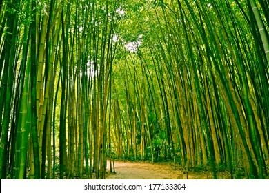 Bambusoideae Bamboo Forest