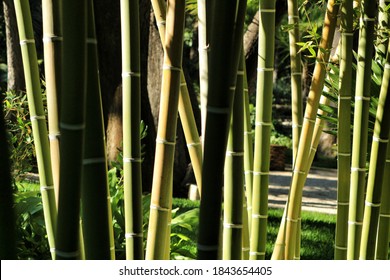 Bambusoideae Green Bamboo Trunk Forest