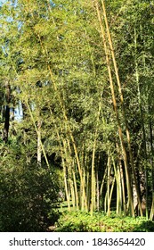 Bambusoideae Green Bamboo Trunk Forest
