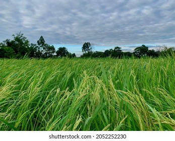 Ban Nong Tim Rice Fields