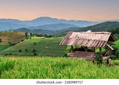 Ban pa pong piang rice terraces at chiangmai,This is the most beautiful rice terraces in Thailand