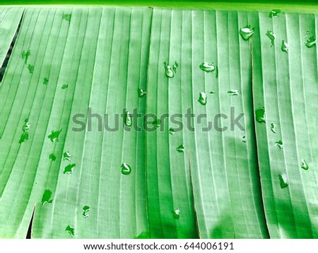 BANAN LEAF with dew texture background