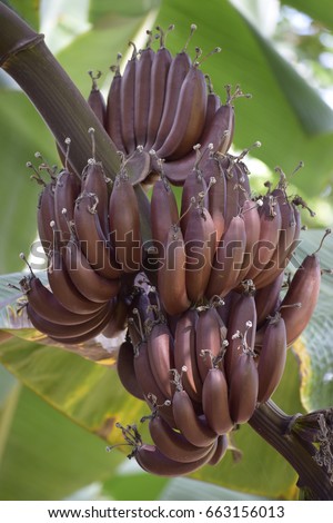 Banana