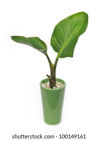 Banana (bird Of Paradise) Plant In A Pot