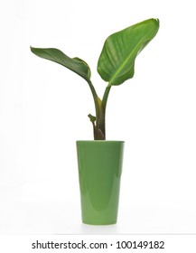 Banana (bird Of Paradise) Plant In A Pot