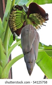 Banana Blossom