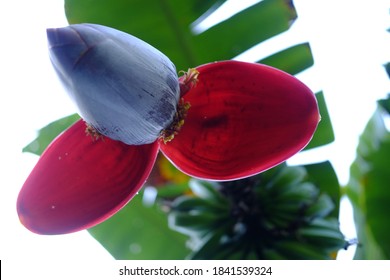 Banana Blossom Or Jantung Pisang In Indonesian Language