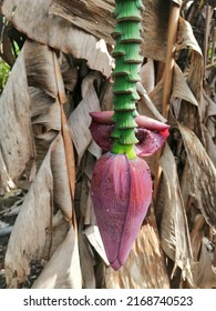 Banana Blossom Malay Called Jantung Pisang Stock Photo 2168740523 