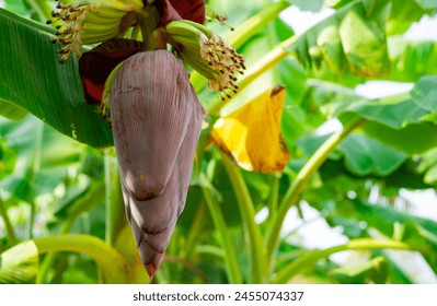Banana blossom. Plant-based raw material for vegan fish and meat alternatives. Banana heart. Purple-skinned banana flower. Sustainable source for plant-based meat alternatives in vegan cuisine.