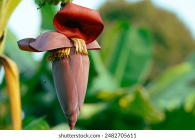 Banana blossom. Plant-based raw material for vegan fish and meat alternatives. Banana heart. Purple-skinned banana flower. Sustainable source for plant-based meat alternatives in vegan cuisine.