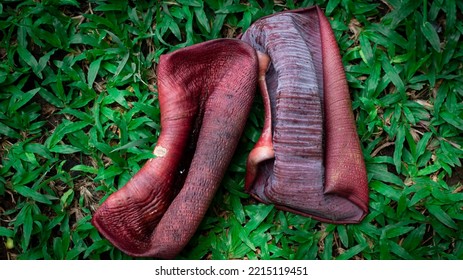 Banana Blossom Or Skin Texture Banana Heart On The Green Grass