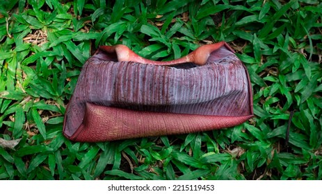 Banana Blossom Or Skin Texture Banana Heart On The Green Grass