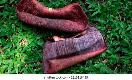 Banana Blossom Or Skin Texture Banana Heart On The Green Grass