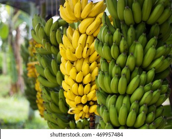 Banana In The Bunch
