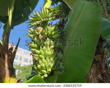 Banana bunch on tree. Fresh banana bundle.