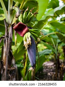 Banana cabbage on banana tree (Musa paradisiaca Linn) in the organic garden, Banana is a tropical fruit tree native to Southeast Asia