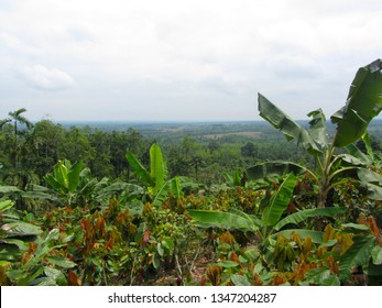 Banana And Cocoa Bean Plantations In The Foothills Of The Andes