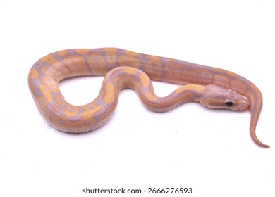 Banana, Corol Glow Ball Python