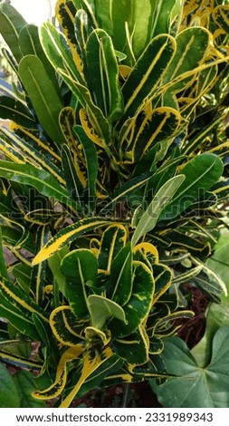 The banana croton plant, as it is commonly called, typically has elongated leaves that are broader in the middle and taper to a point, resembling the shape of a banana. 