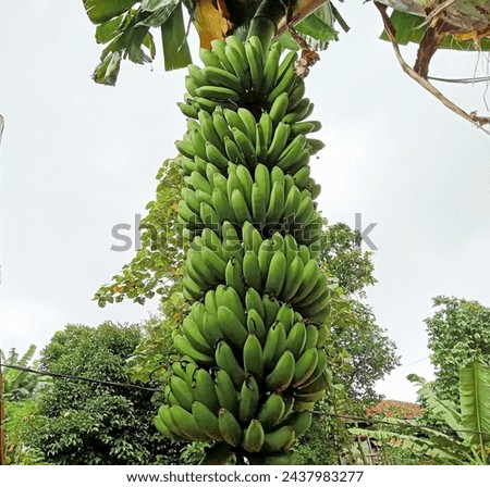The banana is a cylindrical fruit, the skin is yellow when rife, with soft and sweet flesh. bananas are a source of hight energy and rich in nutrients such as potassium, vitamin B6 and vitamin C. Stock photo © 