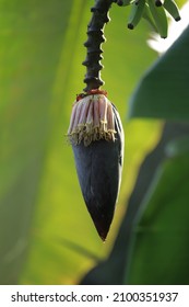 Banana Edible Banana Kerala Food