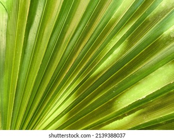 Banana fan leaves pattern background. Beautiful Texture of Traveller's tree (Ravenala madagascariensis Sonn) green leaves background - Shutterstock ID 2139388037