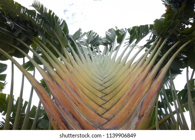 Fan Banana Tree Images Stock Photos Vectors Shutterstock