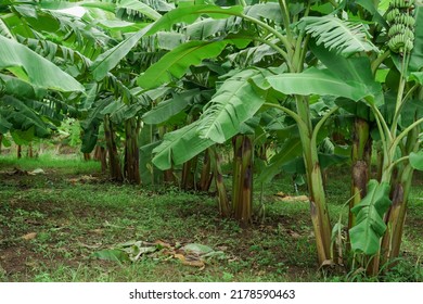 34,617 Rainy farm Images, Stock Photos & Vectors | Shutterstock