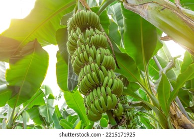 Banana farms and plantations inside greenhouses. Banana grass grown on an industrial scale. Palm trees with bunches of fruits ripening for sale on the market - Shutterstock ID 2215171925