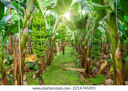 Banana farms and plantations inside greenhouses. Banana grass grown on an industrial scale. Palm trees with bunches of fruits ripening for sale on the market