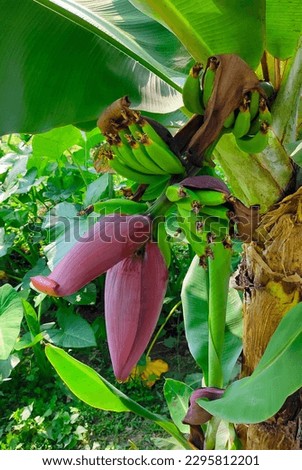 Banana flower, colourful,red flower in Betul madhya pradesh,coulourful banana flower in the full bloom, nature shine