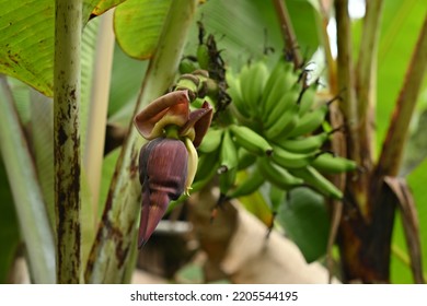 Banana Flower. If Consumed, The Banana Heart Has A Savory And Bitter Taste. Even So, Banana Heart Is Rich In Vitamin C And Vitamin A Which Are Good For Body Health