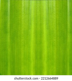 Banana Fresh Leaf Abstract Line Green Nature Background