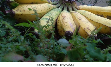 Banana Is A Fruit Rich In Vitamins And Fiber. Bananas Have More Than Twice The Carbohydrates, And Five Times The Vitamin A.