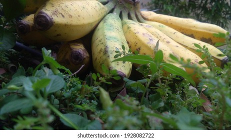 Banana Is A Fruit Rich In Vitamins And Fiber. Bananas Have More Than Twice The Carbohydrates, And Five Times The Vitamin A.