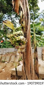 Banana fruit that grows from the trunk of a banana tree
