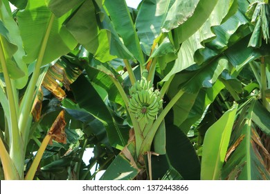 Banana Fruit With Thick Leaves. One Plant That Is Easily Cultivated In Various Climates. Business Sector That Is Still Rarely Interested