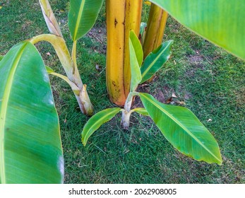 Banana Fruit Tree Suckers Plants