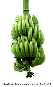 Banana fruits. A cluster of bananas