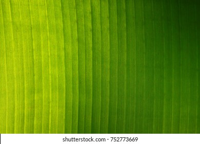 Banana Green Leaf Background.