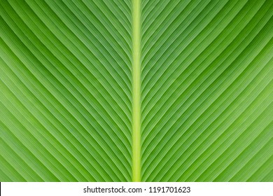 Banana Green Leaf Closeup Background Use Us Space For Text Or Image Backdrop Design.