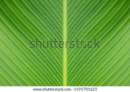 Banana green leaf closeup background use us space for text or image backdrop design.